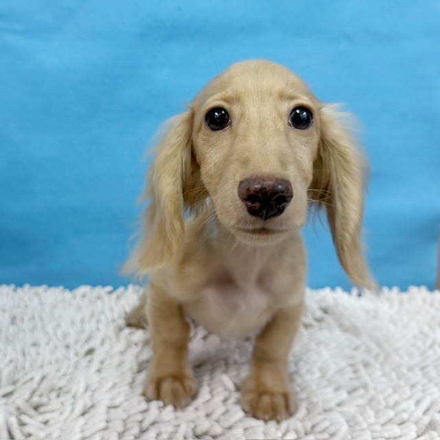 千葉県のミニチュアダックスフンド(ロング) (かねだい四街道店/2025年7月13日生まれ/男の子/イエロー)の子犬の4枚目の画像