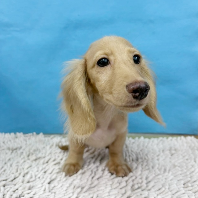 価格の安い11/25撮影！ミニチュアダックスロング✨♂現在体重1.85kg