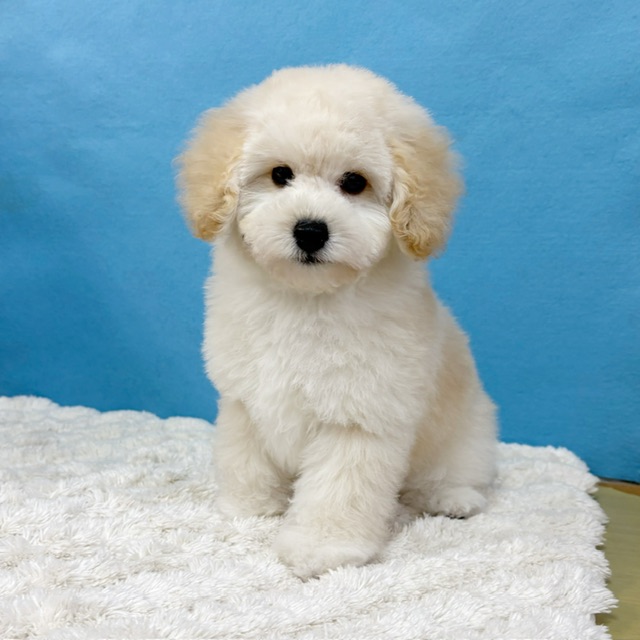 千葉県のトイプードル(トイ) (かねだい四街道店/2025年9月5日生まれ/男の子/クリーム)の子犬の2枚目の画像