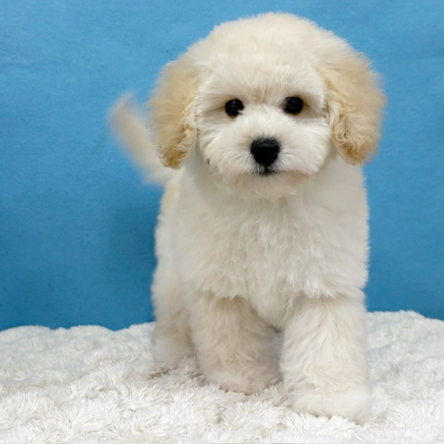 千葉県のトイプードル(トイ) (かねだい四街道店/2025年9月5日生まれ/男の子/クリーム)の子犬の3枚目の画像