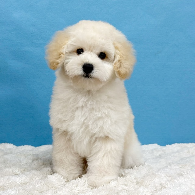 千葉県のトイプードル(トイ) (かねだい四街道店/2025年9月5日生まれ/男の子/クリーム)の子犬の4枚目の画像