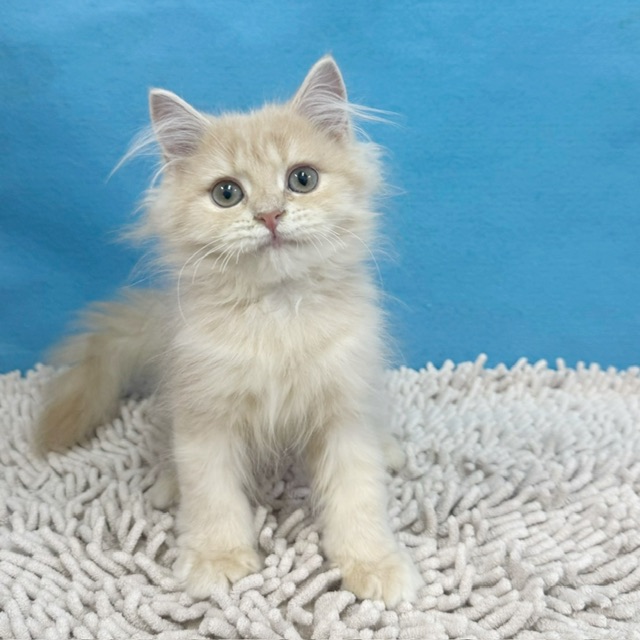 千葉県のミヌエット (かねだい四街道店/2025年8月6日生まれ/女の子/クリームタビー)の子猫の1枚目の画像