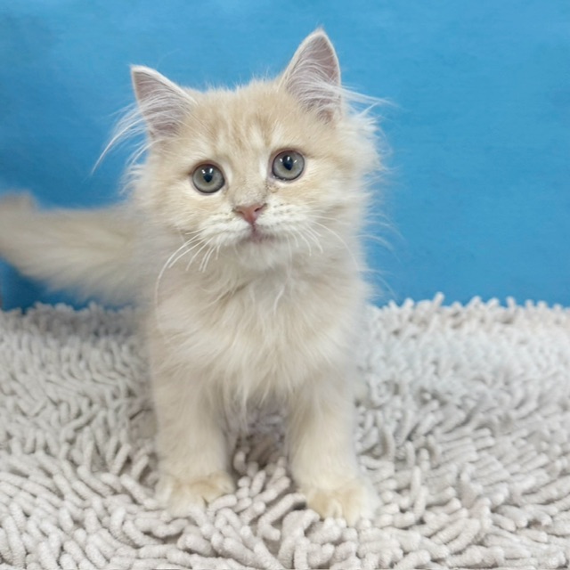 千葉県のミヌエット (かねだい四街道店/2025年8月6日生まれ/女の子/クリームタビー)の子猫の2枚目の画像