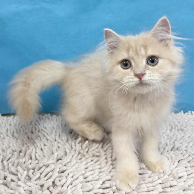 千葉県のミヌエット (かねだい四街道店/2025年8月6日生まれ/女の子/クリームタビー)の子猫の3枚目の画像