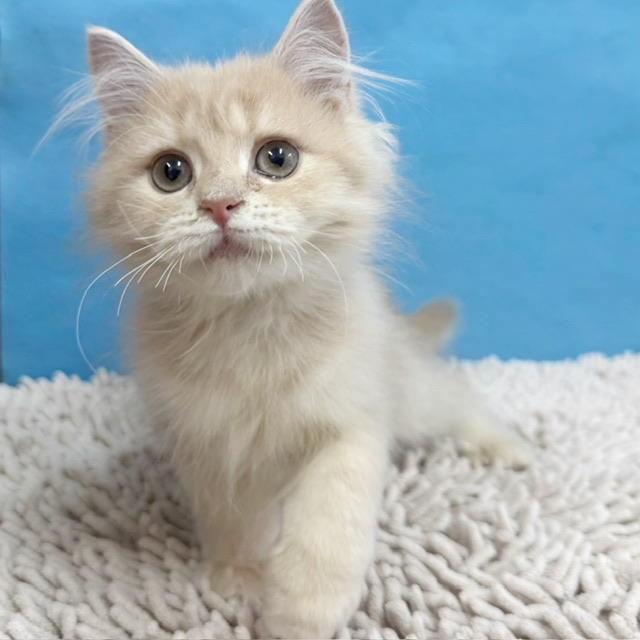 千葉県のミヌエット (かねだい四街道店/2025年8月6日生まれ/女の子/クリームタビー)の子猫の4枚目の画像