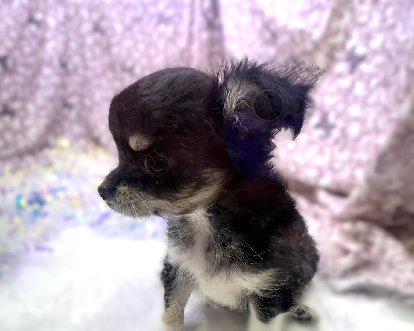 茨城県のチワワ(ロング) (かねだいペットトライアル利根川/2025年9月6日生まれ/男の子/ブラックタンホワイト)の子犬の2枚目の画像