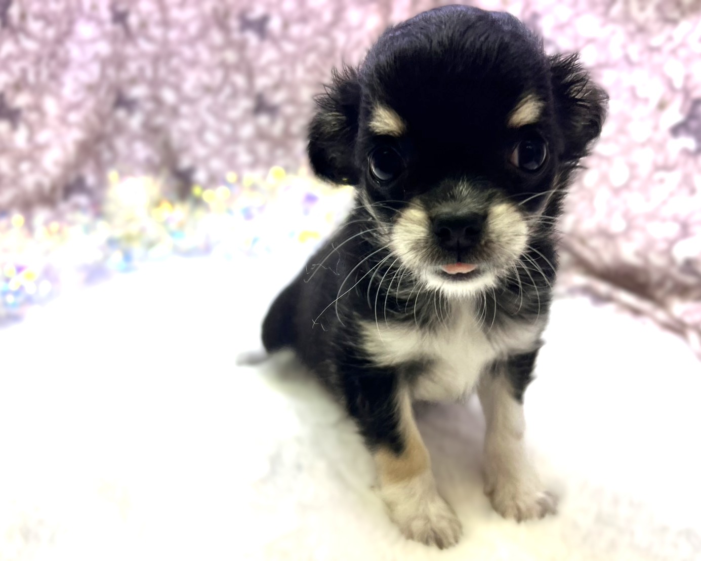 茨城県のチワワ(ロング) (かねだいペットトライアル利根川/2025年9月6日生まれ/男の子/ブラックタンホワイト)の子犬の3枚目の画像