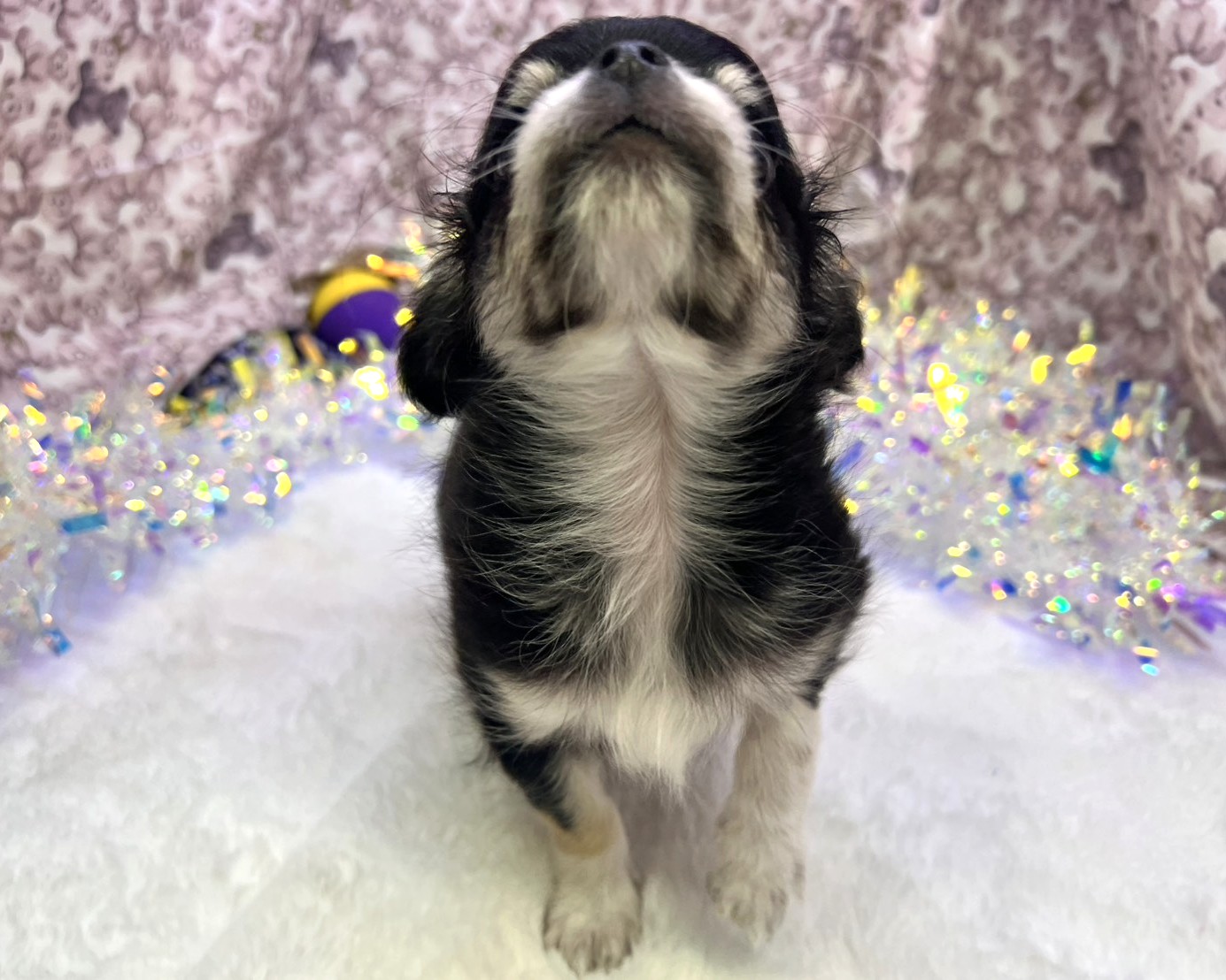 茨城県のチワワ(ロング) (かねだいペットトライアル利根川/2025年9月6日生まれ/男の子/ブラックタンホワイト)の子犬の4枚目の画像