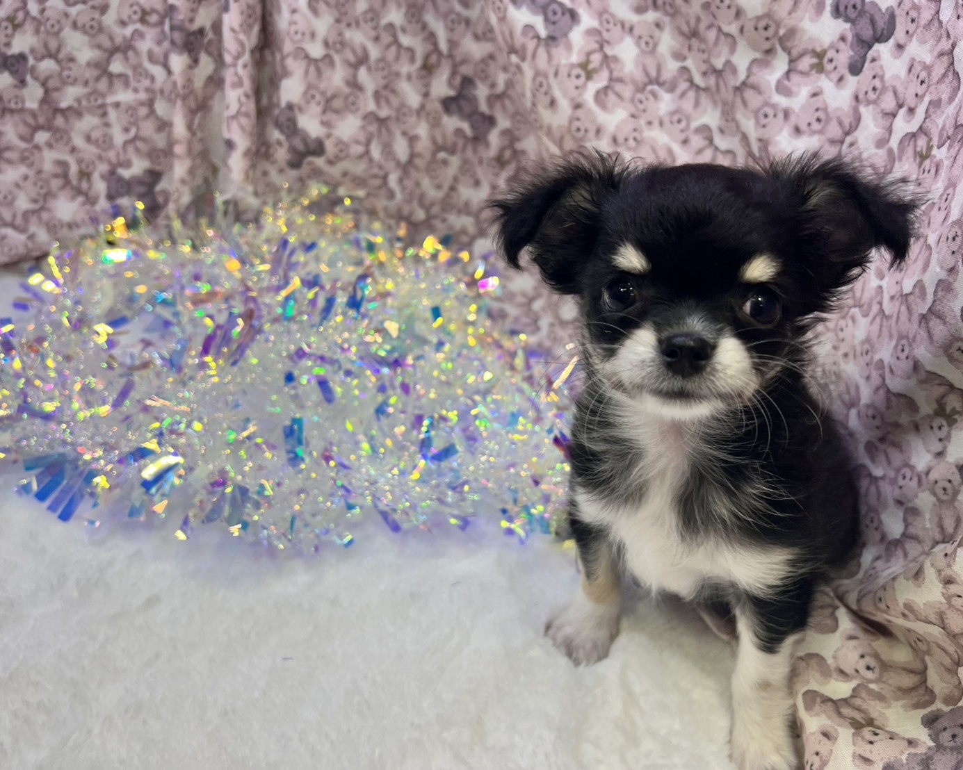 茨城県のチワワ(ロング) (かねだいペットトライアル利根川/2025年9月6日生まれ/男の子/ブラックタンホワイト)の子犬の1枚目の画像