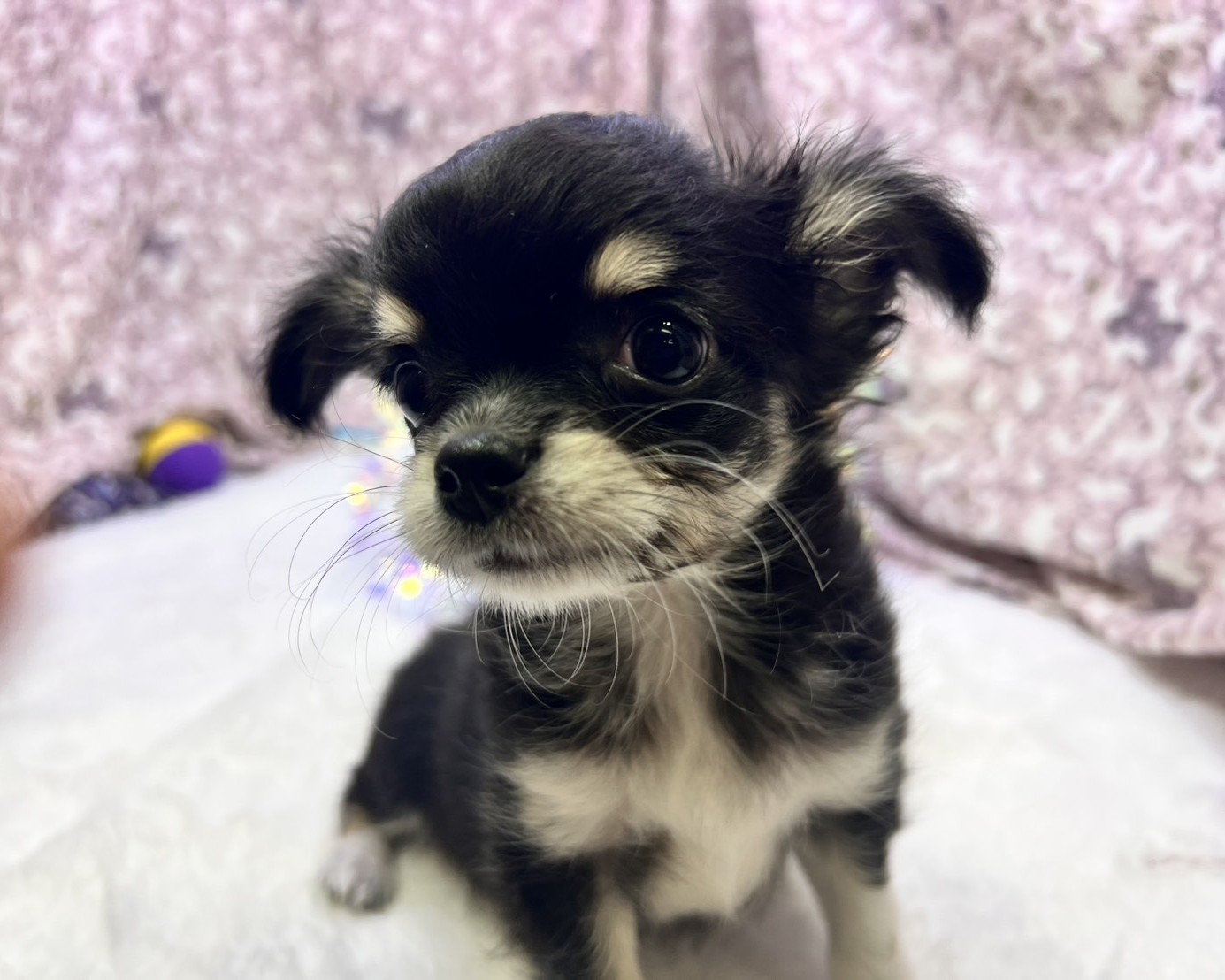 茨城県のチワワ(ロング) (かねだいペットトライアル利根川/2025年9月6日生まれ/男の子/ブラックタンホワイト)の子犬の3枚目の画像