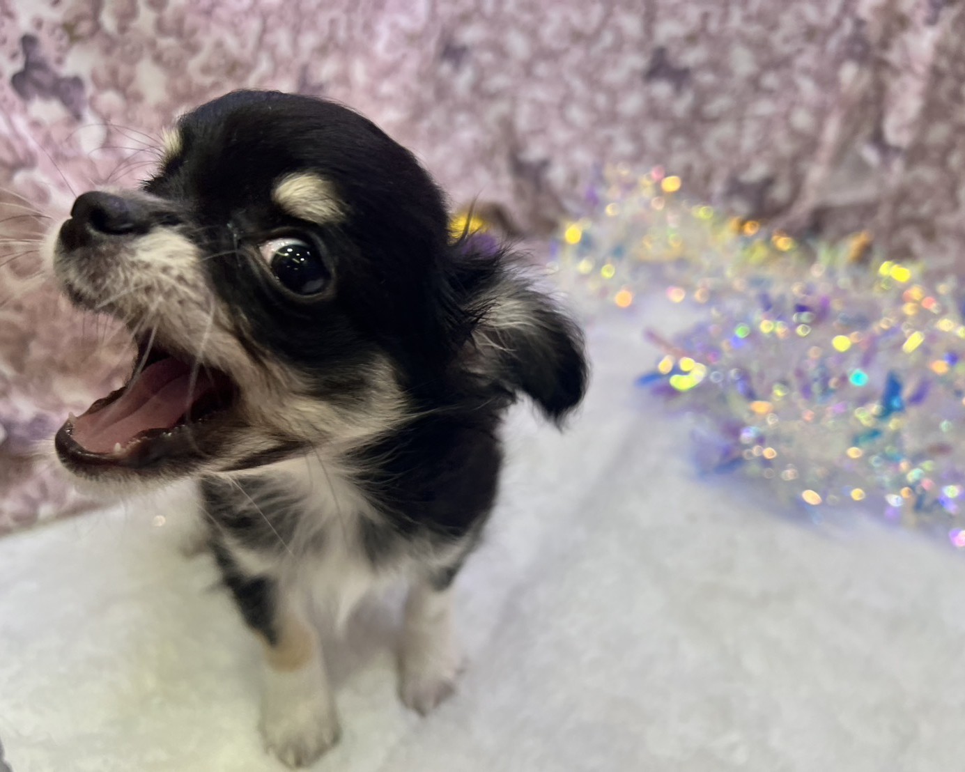 茨城県のチワワ(ロング) (かねだいペットトライアル利根川/2025年9月6日生まれ/男の子/ブラックタンホワイト)の子犬の4枚目の画像