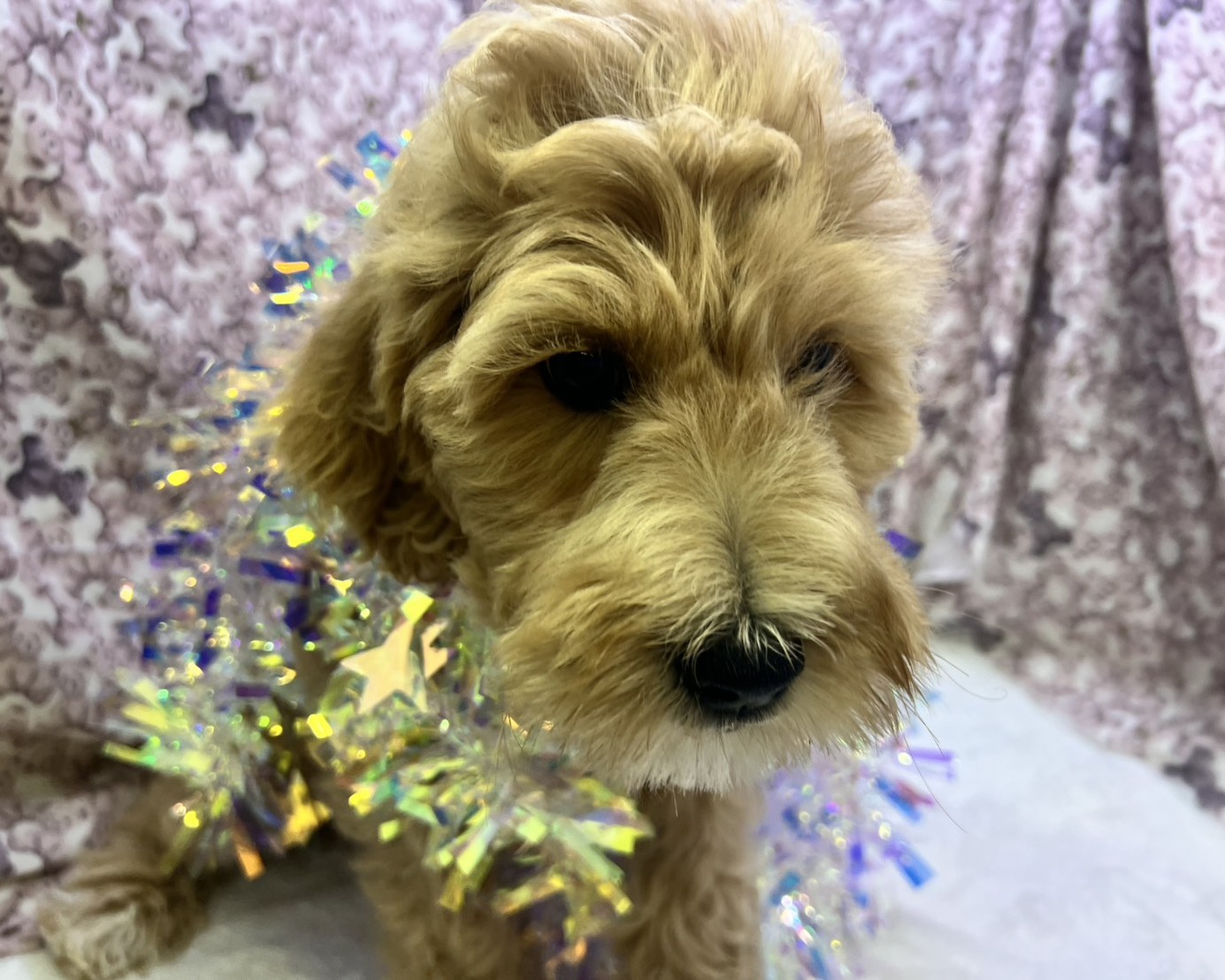 茨城県のハーフ犬・ミックス犬 (かねだいペットトライアル利根川/2025年8月29日生まれ/女の子/ゴールド)の子犬の1枚目の画像