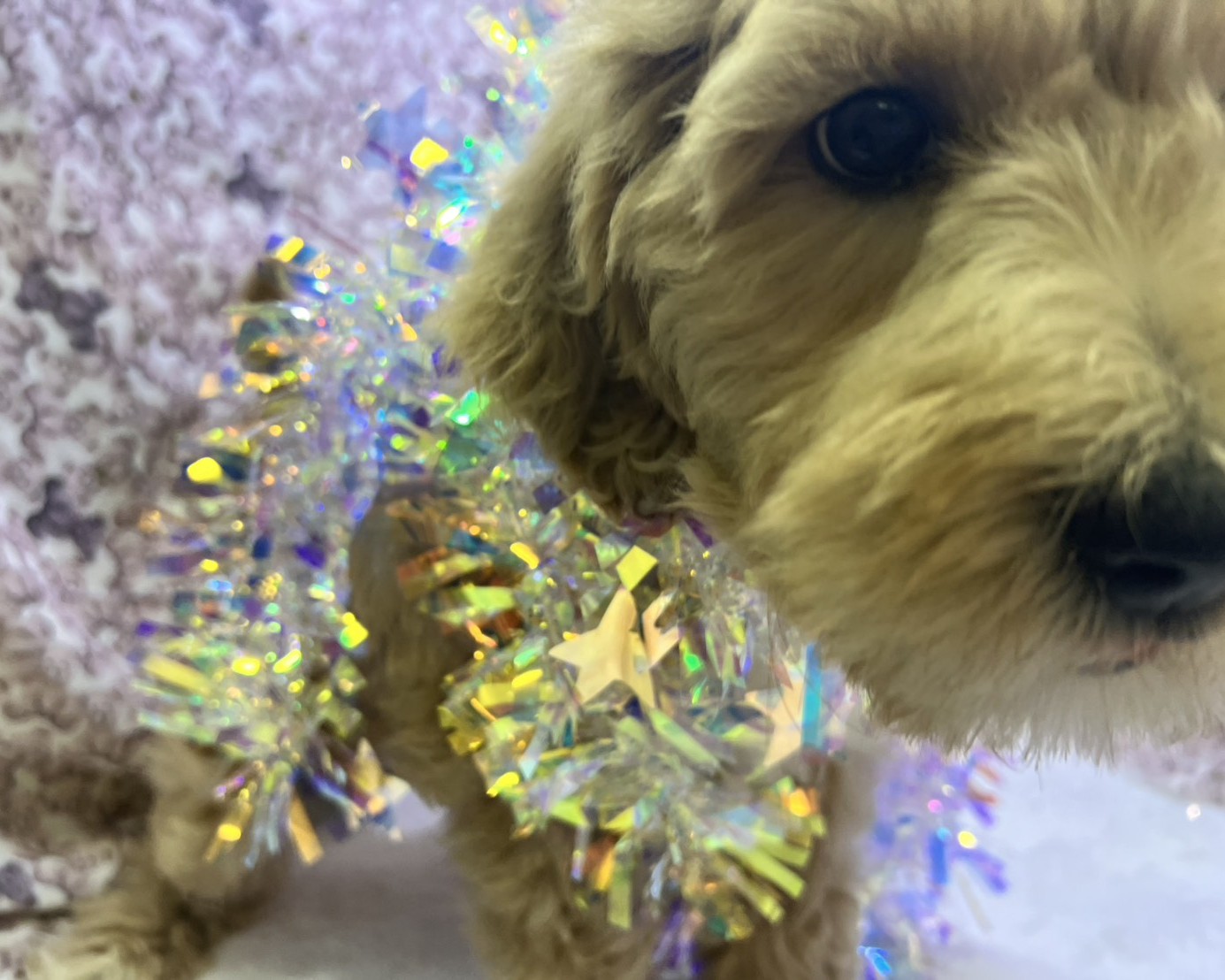 茨城県のハーフ犬・ミックス犬 (かねだいペットトライアル利根川/2025年8月29日生まれ/女の子/ゴールド)の子犬の2枚目の画像