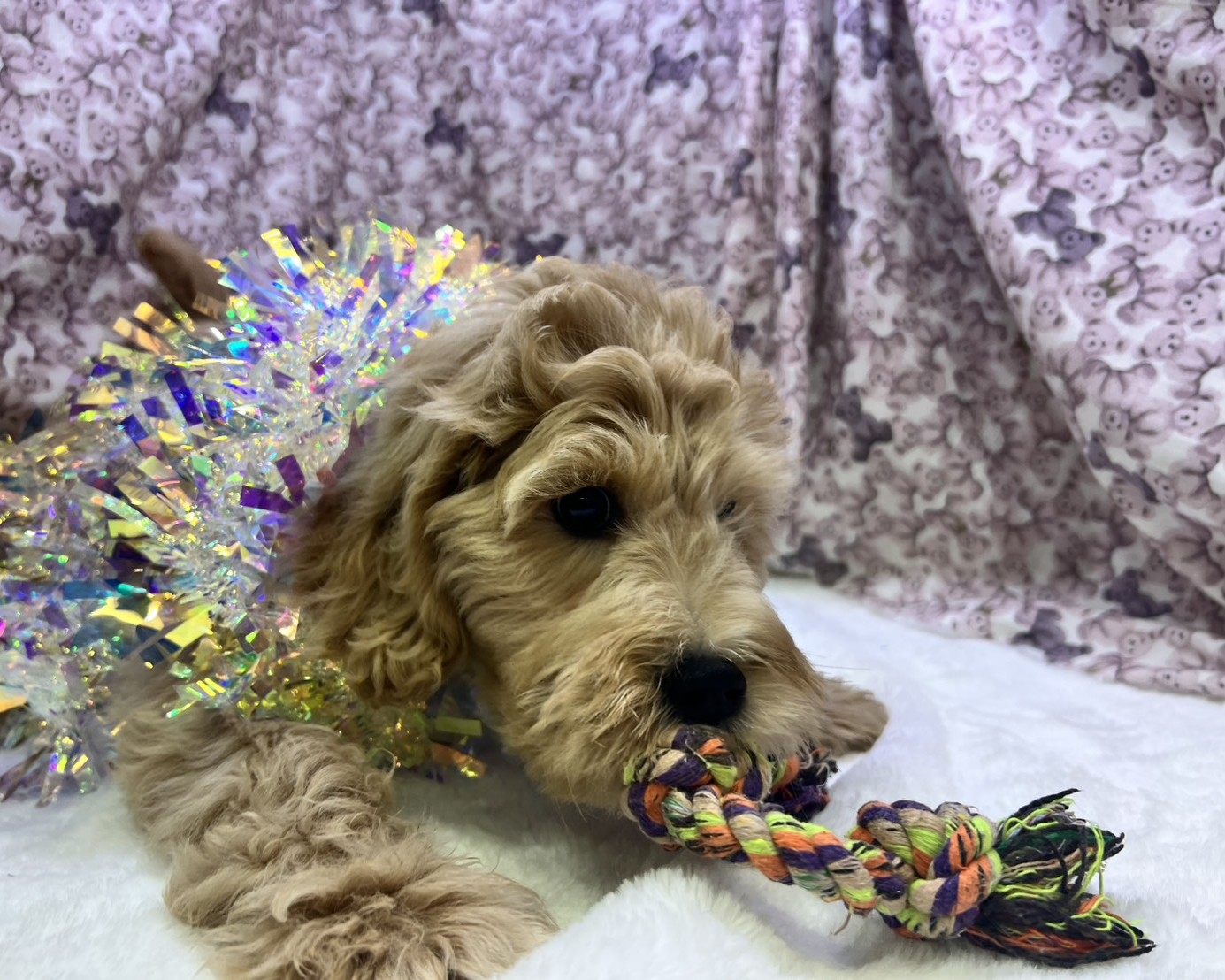 茨城県のハーフ犬・ミックス犬 (かねだいペットトライアル利根川/2025年8月29日生まれ/女の子/ゴールド)の子犬の3枚目の画像