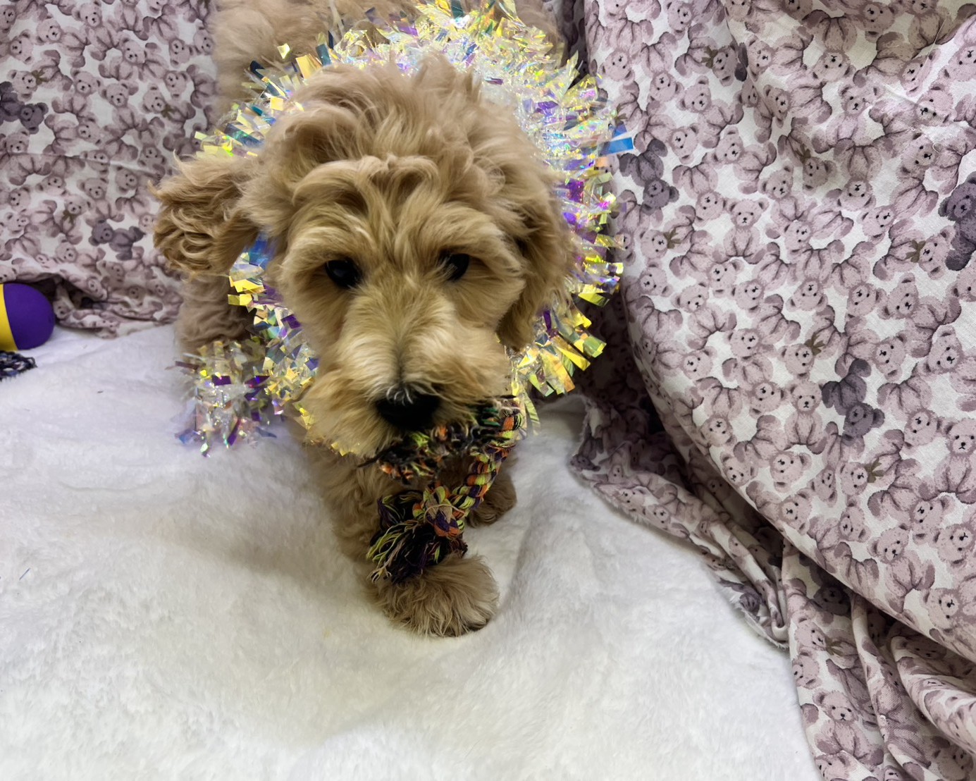 茨城県のハーフ犬・ミックス犬 (かねだいペットトライアル利根川/2025年8月29日生まれ/女の子/ゴールド)の子犬の4枚目の画像