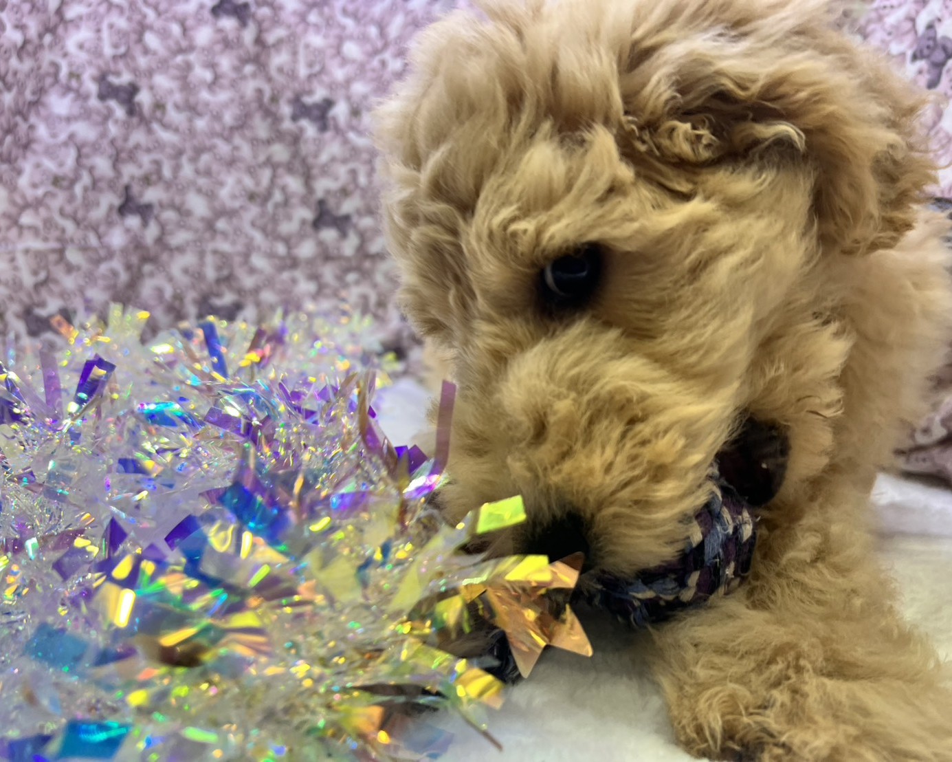 茨城県のハーフ犬・ミックス犬 (かねだいペットトライアル利根川/2025年8月29日生まれ/女の子/ゴールド)の子犬の1枚目の画像