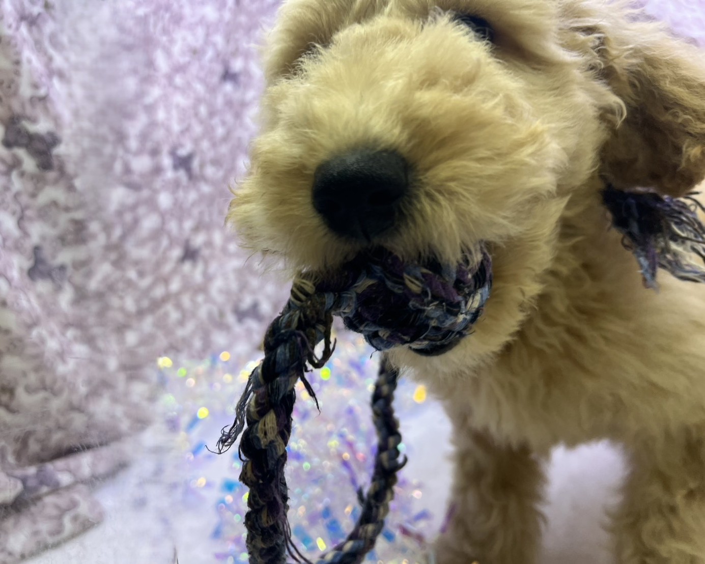 茨城県のハーフ犬・ミックス犬 (かねだいペットトライアル利根川/2025年8月29日生まれ/女の子/ゴールド)の子犬の2枚目の画像