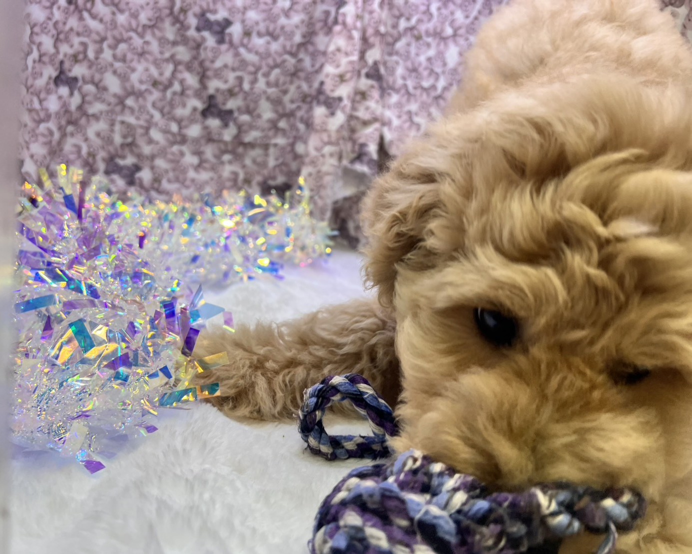 茨城県のハーフ犬・ミックス犬 (かねだいペットトライアル利根川/2025年8月29日生まれ/女の子/ゴールド)の子犬の3枚目の画像