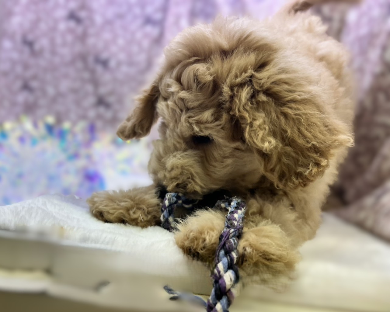 茨城県のハーフ犬・ミックス犬 (かねだいペットトライアル利根川/2025年8月29日生まれ/女の子/ゴールド)の子犬の4枚目の画像