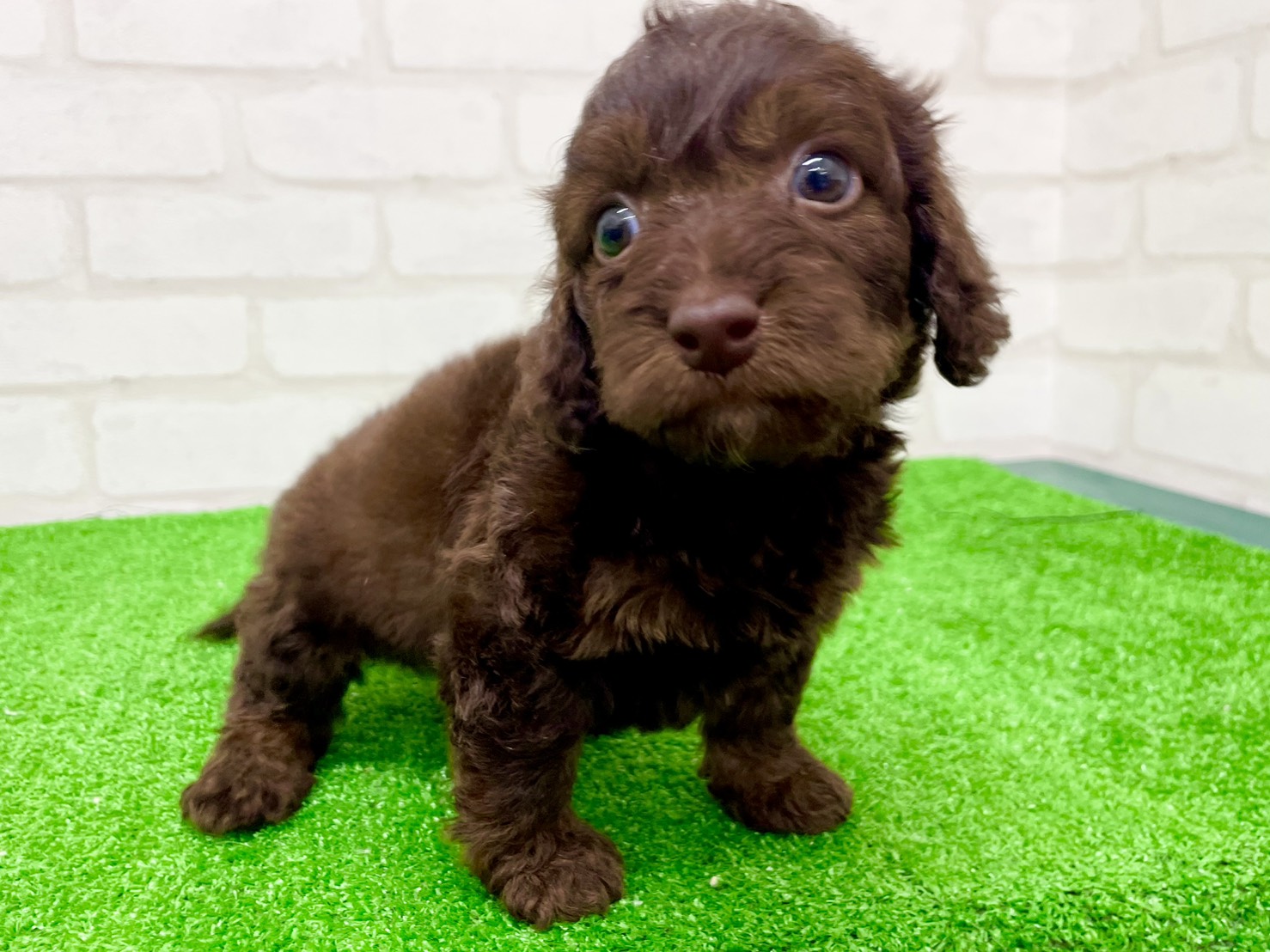 東京都のダップー(ダックス×プードル) (かねだい立川店/2025年9月29日生まれ/女の子/チョコレートタン)の子犬の2枚目の画像