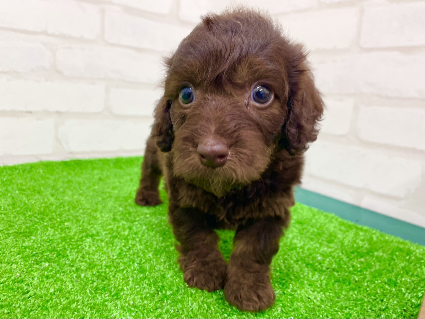 東京都のダップー(ダックス×プードル) (かねだい立川店/2025年9月29日生まれ/女の子/チョコレートタン)の子犬の4枚目の画像