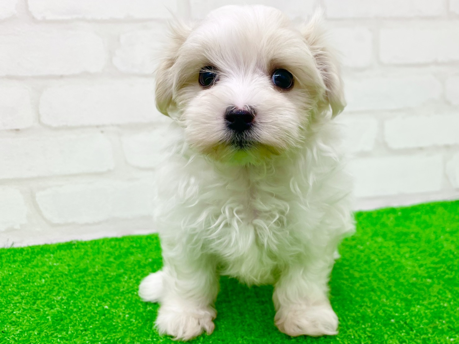 東京都のマルチーズ (かねだい立川店/2025年9月29日生まれ/女の子/ホワイト)の子犬の1枚目の画像