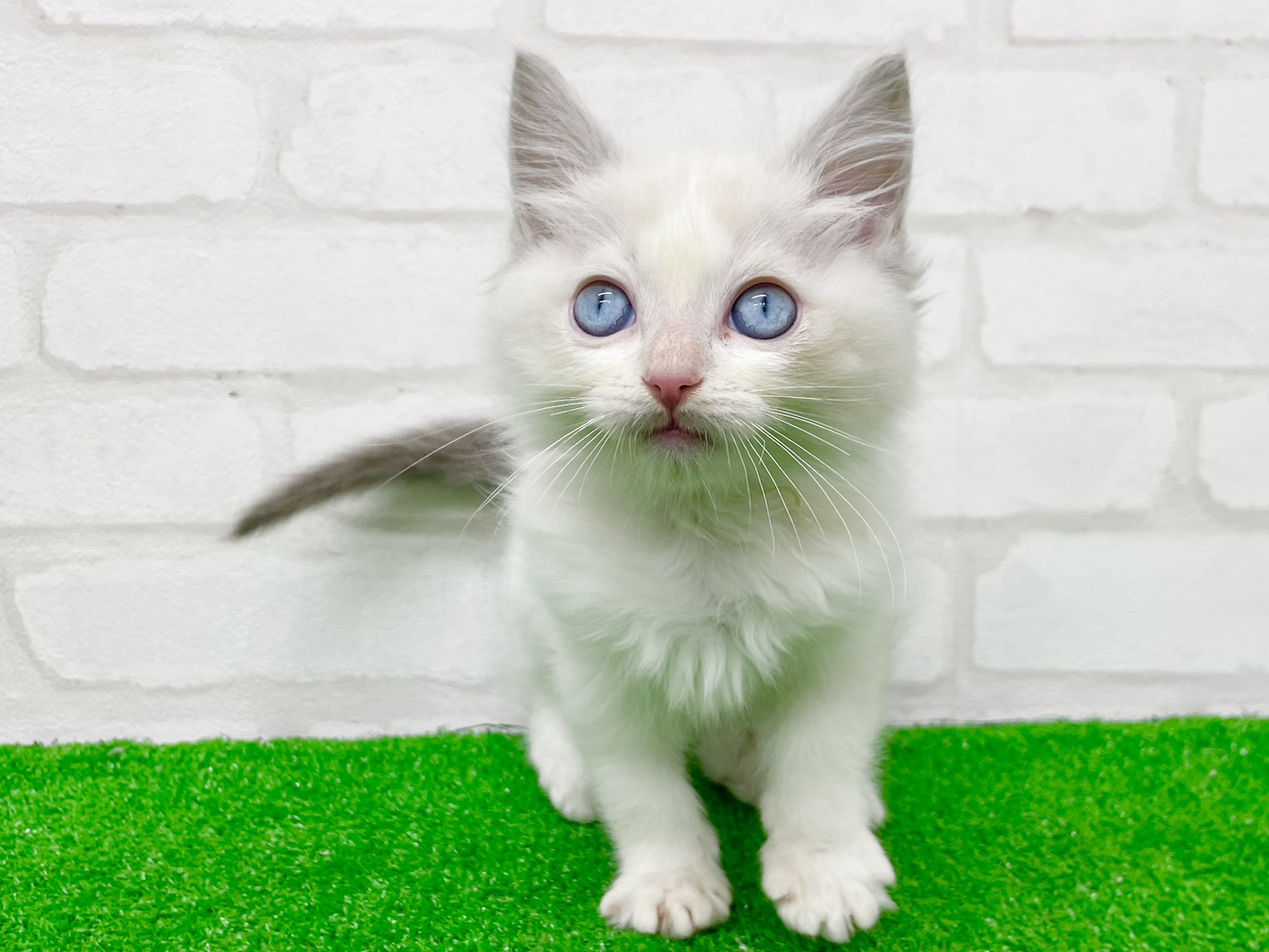 東京都のラグドール (かねだい立川店/2025年9月22日生まれ/男の子/ブルーポイントバイカラー)の子猫の1枚目の画像