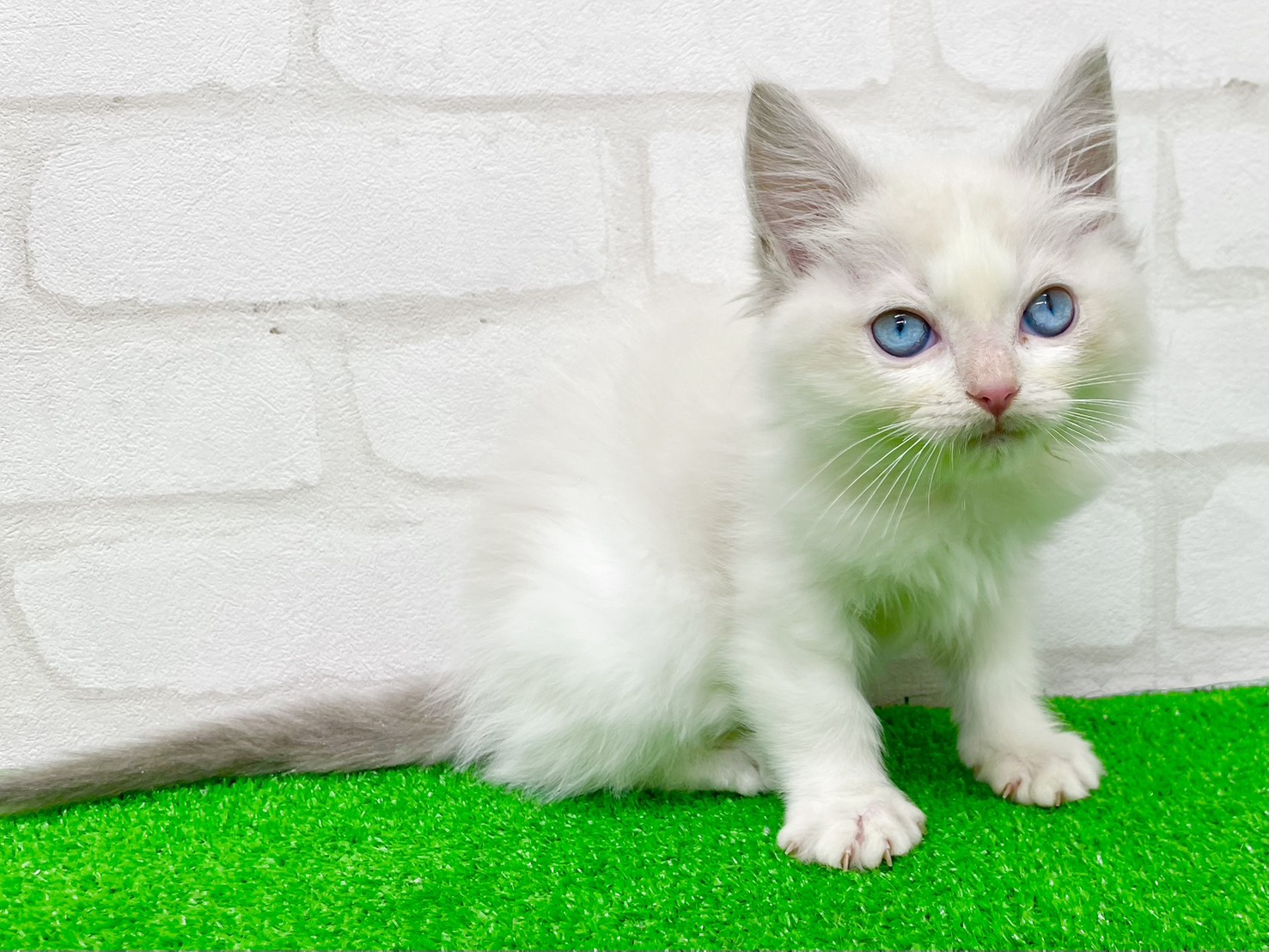 東京都のラグドール (かねだい立川店/2025年9月22日生まれ/男の子/ブルーポイントバイカラー)の子猫の4枚目の画像