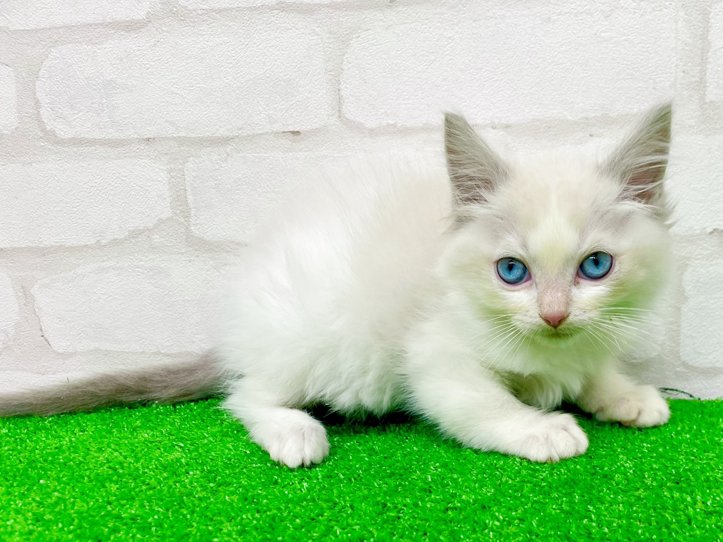 東京都のラグドール (かねだい立川店/2025年9月22日生まれ/男の子/ブルーポイントバイカラー)の子猫の2枚目の画像