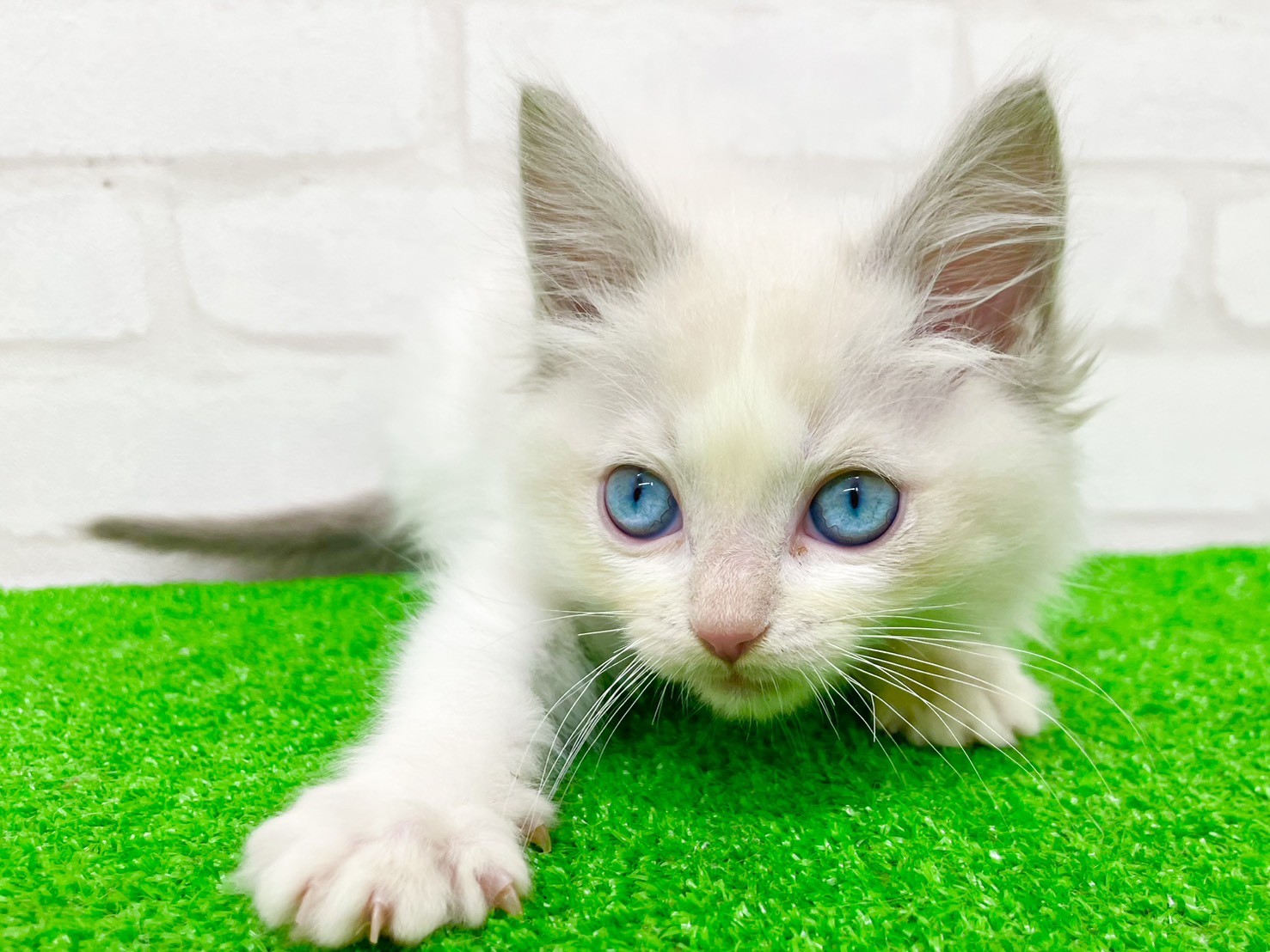 東京都のラグドール (かねだい立川店/2025年9月22日生まれ/男の子/ブルーポイントバイカラー)の子猫の3枚目の画像