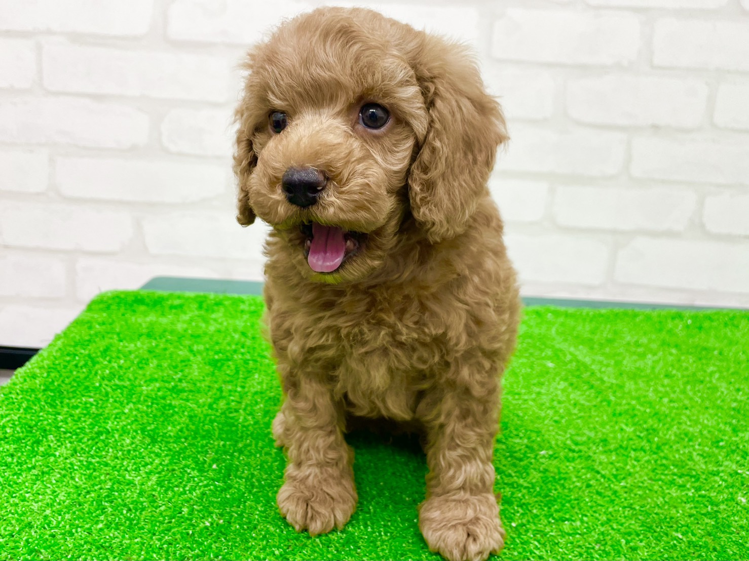 東京都のトイプードル(トイ) (かねだい立川店/2025年9月19日生まれ/男の子/アプリコット)の子犬の2枚目の画像