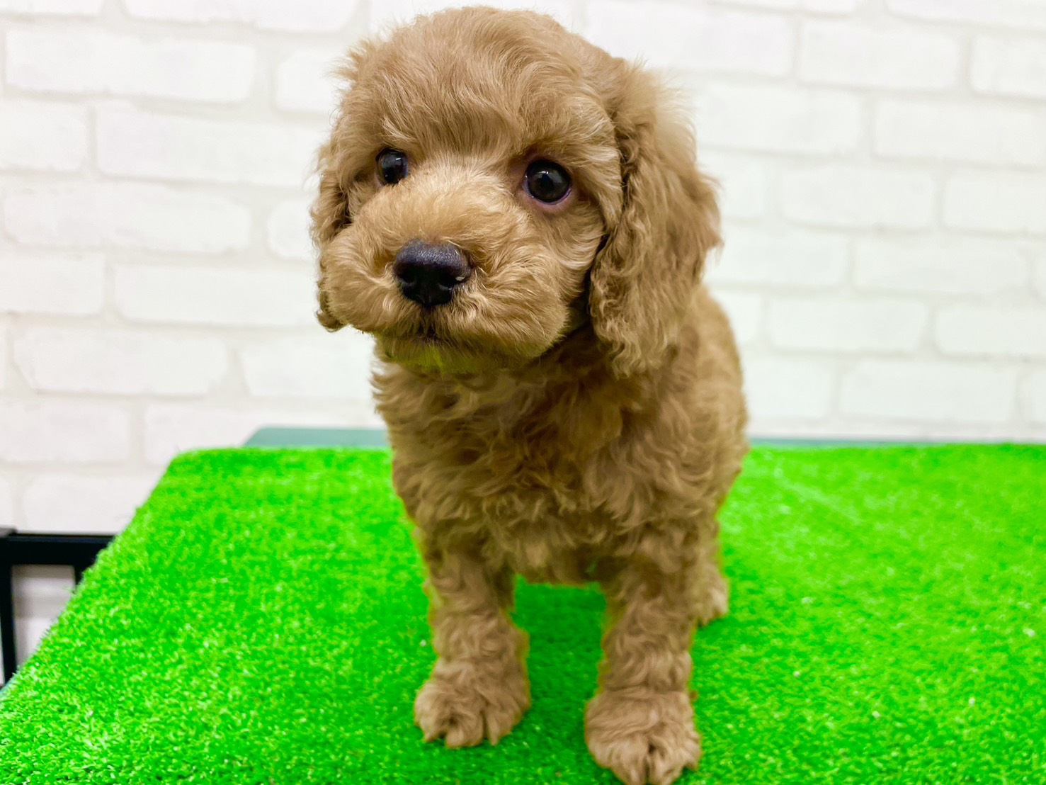 東京都のトイプードル(トイ) (かねだい立川店/2025年9月19日生まれ/男の子/アプリコット)の子犬の4枚目の画像