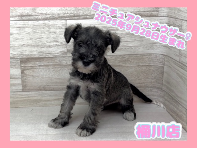 埼玉県のミニチュアシュナウザー (かねだい桶川店/2025年9月28日生まれ/女の子/ソルトペッパー)の子犬の1枚目の画像