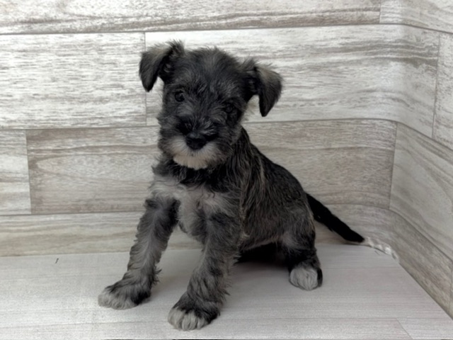 埼玉県のミニチュアシュナウザー (かねだい桶川店/2025年9月28日生まれ/女の子/ソルトペッパー)の子犬の2枚目の画像