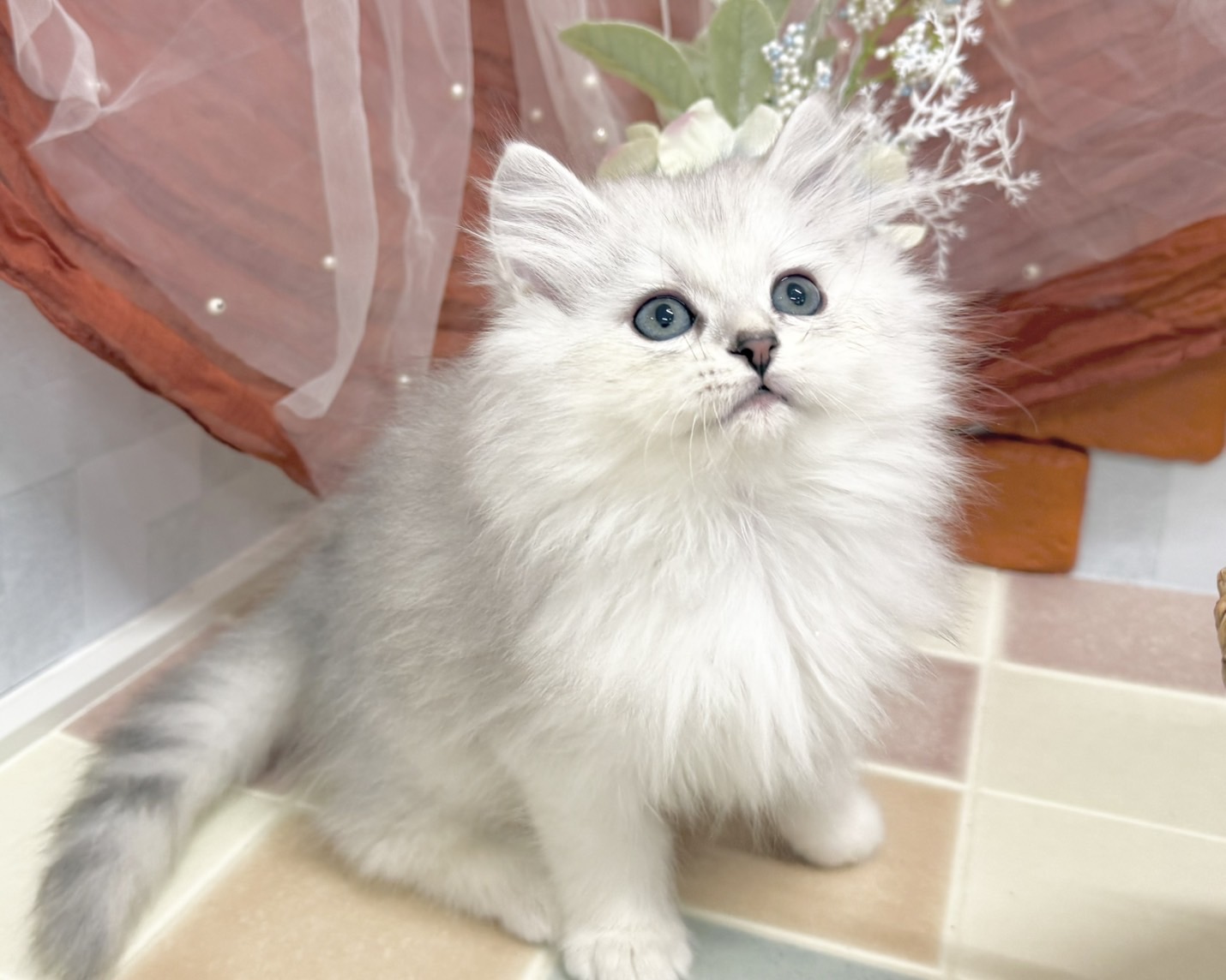 群馬県のミヌエット (かねだいペットトライアル前橋/2025年9月29日生まれ/男の子/シルバータビー)の子猫の1枚目の画像