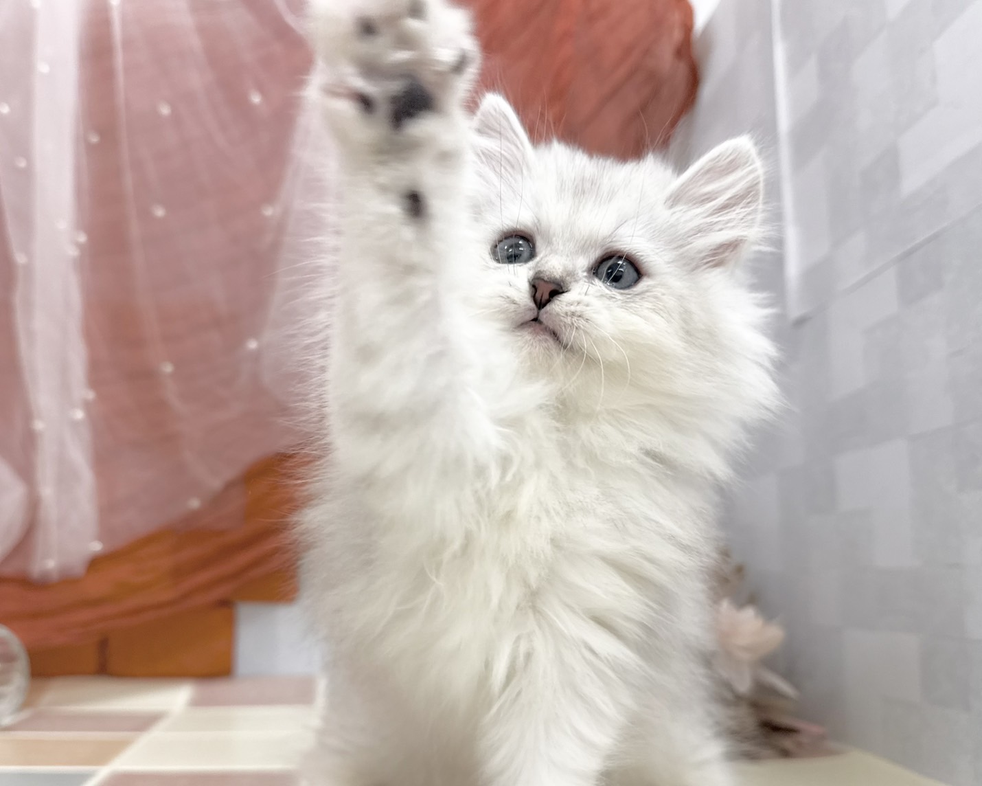 群馬県のミヌエット (かねだいペットトライアル前橋/2025年9月29日生まれ/男の子/シルバータビー)の子猫の3枚目の画像