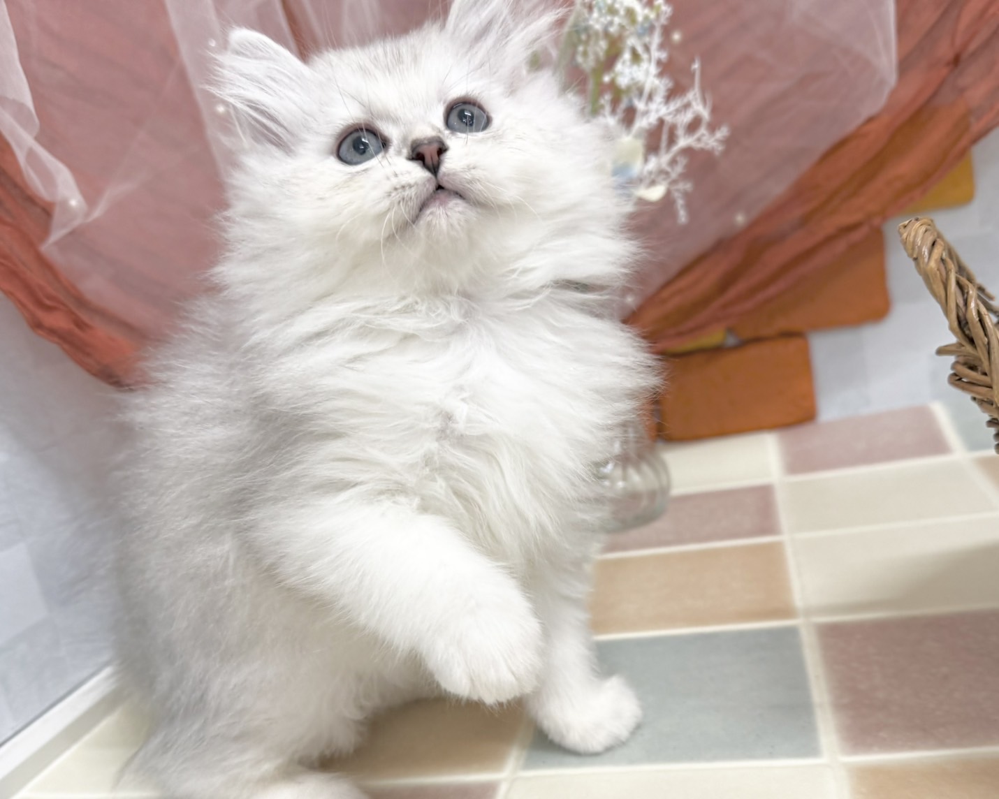 群馬県のミヌエット (かねだいペットトライアル前橋/2025年9月29日生まれ/男の子/シルバータビー)の子猫の4枚目の画像