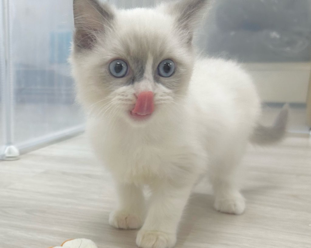 群馬県のラグドール (かねだいペットトライアル前橋/2025年9月24日生まれ/男の子/ブルーポイントバイカラー)の子猫の1枚目の画像