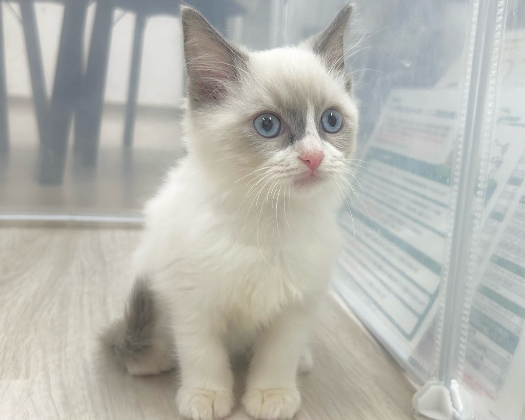 群馬県のラグドール (かねだいペットトライアル前橋/2025年9月24日生まれ/男の子/ブルーポイントバイカラー)の子猫の2枚目の画像
