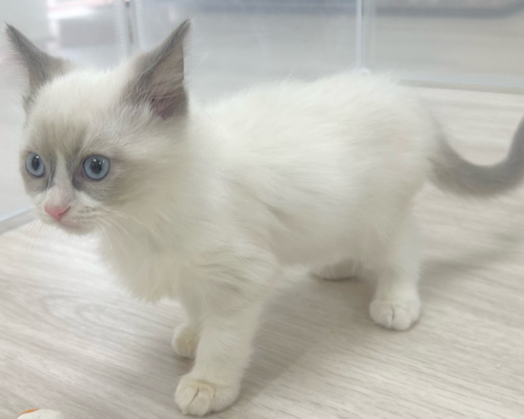 群馬県のラグドール (かねだいペットトライアル前橋/2025年9月24日生まれ/男の子/ブルーポイントバイカラー)の子猫の3枚目の画像