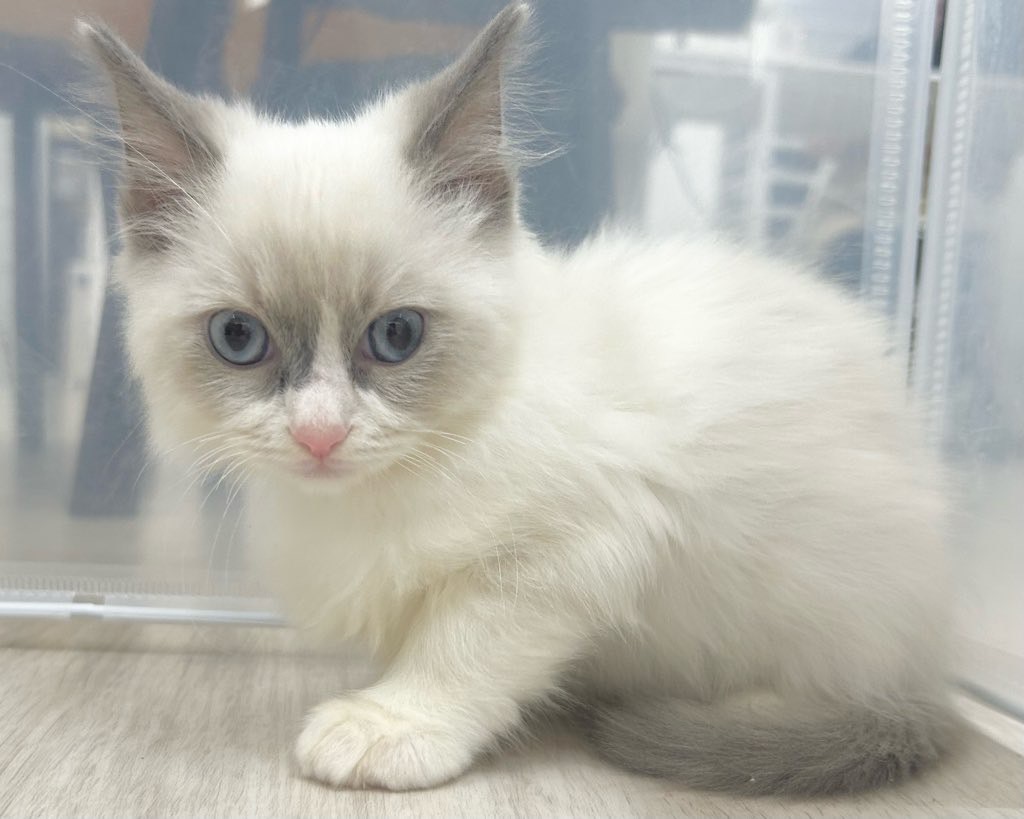 群馬県のラグドール (かねだいペットトライアル前橋/2025年9月24日生まれ/男の子/ブルーポイントバイカラー)の子猫の4枚目の画像