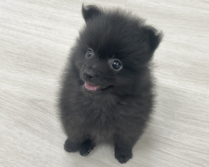 群馬県のポメラニアン (かねだいペットトライアル前橋/2025年9月28日生まれ/男の子/ブラック)の子犬の1枚目の画像