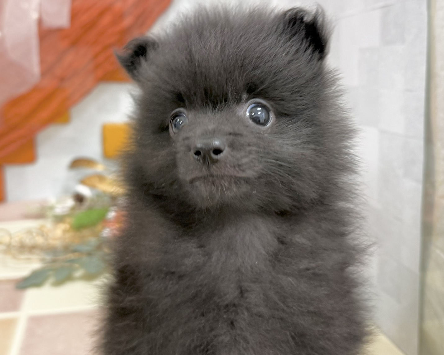 群馬県のポメラニアン (かねだいペットトライアル前橋/2025年9月28日生まれ/男の子/ブラック)の子犬の2枚目の画像