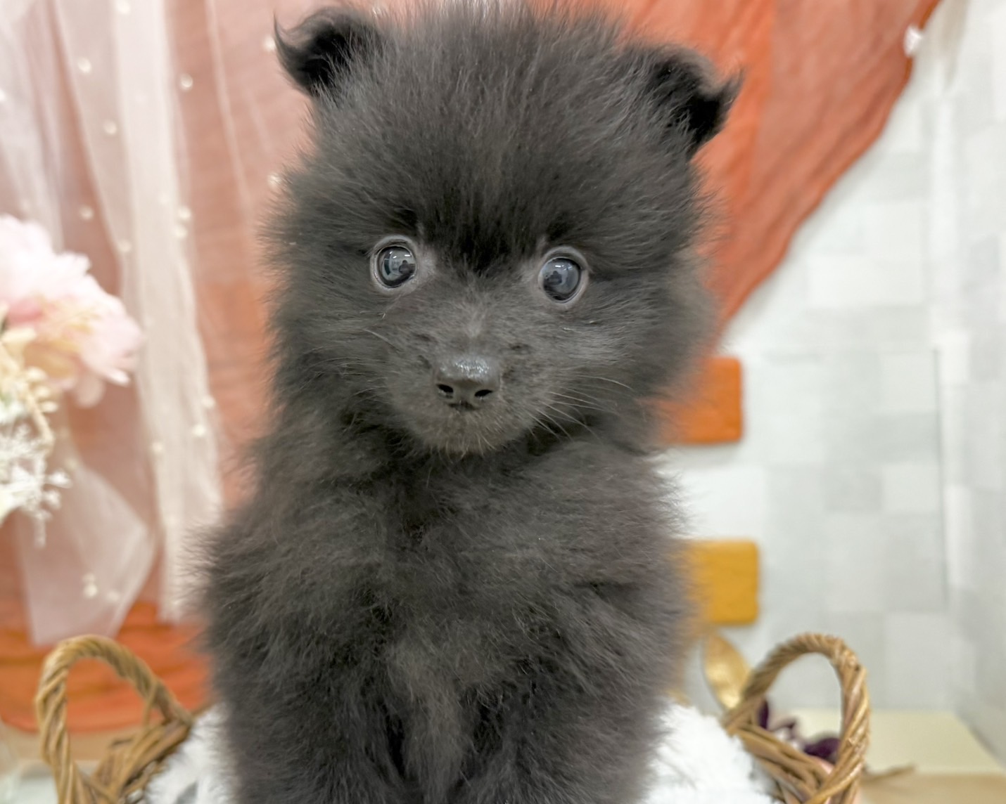 群馬県のポメラニアン (かねだいペットトライアル前橋/2025年9月28日生まれ/男の子/ブラック)の子犬の3枚目の画像