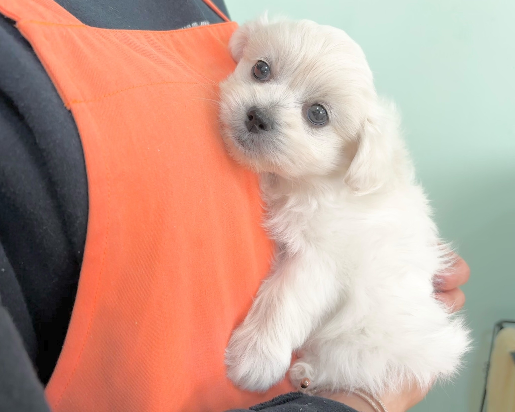 群馬県のペキプー(ペキニーズ×プードル) (かねだいペットトライアル桐生/2025年9月30日生まれ/女の子/ホワイト)の子犬の3枚目の画像