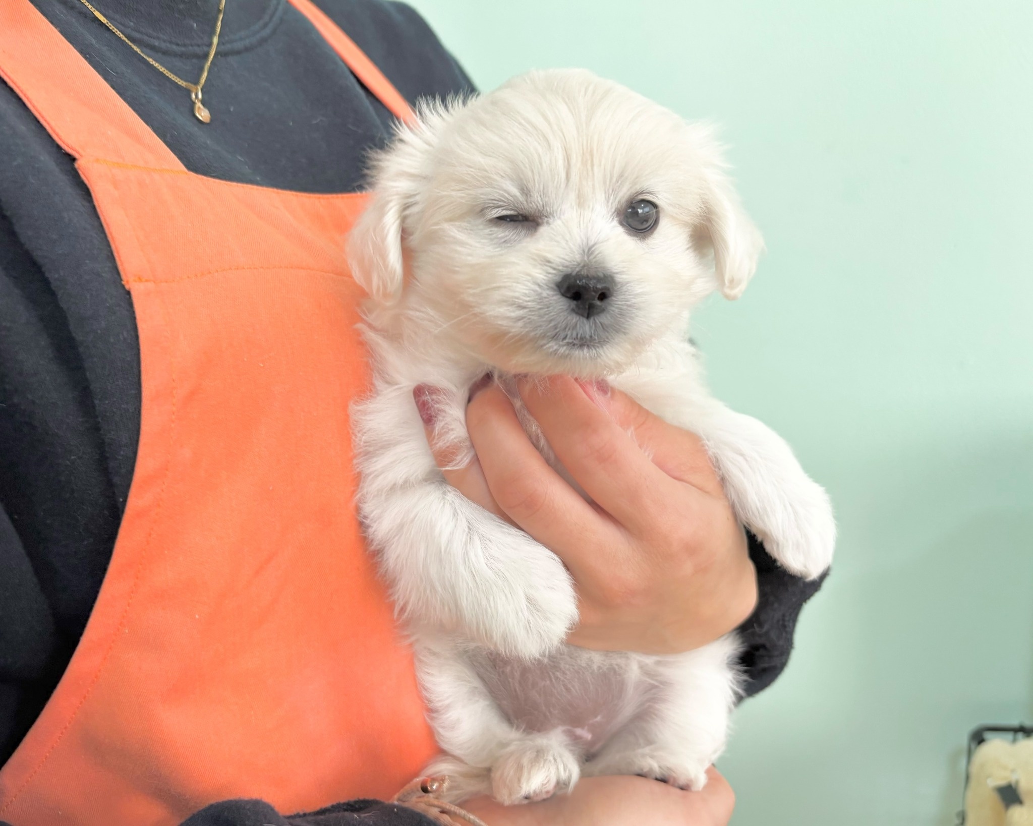 群馬県のペキプー(ペキニーズ×プードル) (かねだいペットトライアル桐生/2025年9月30日生まれ/女の子/ホワイト)の子犬の1枚目の画像