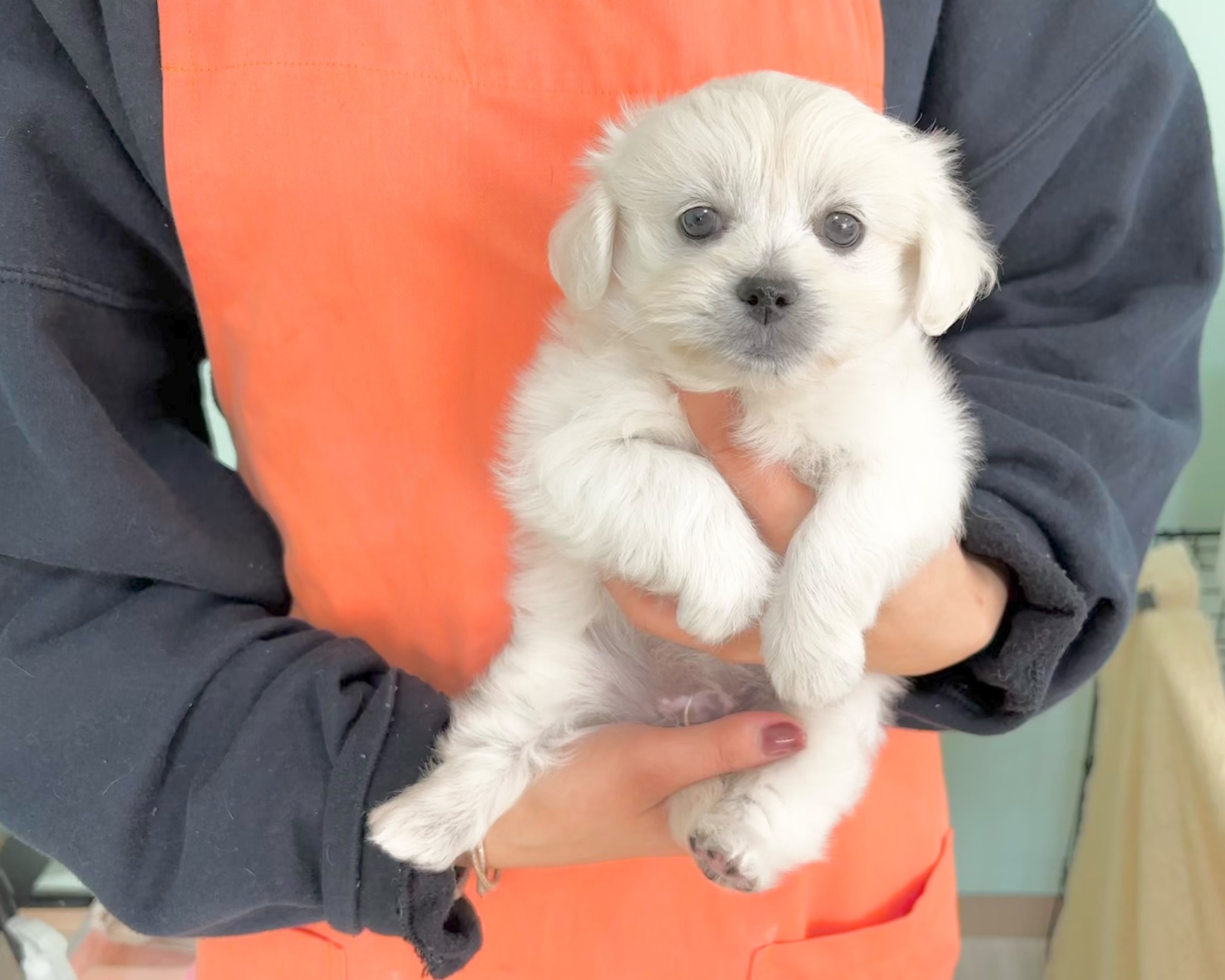 群馬県のペキプー(ペキニーズ×プードル) (かねだいペットトライアル桐生/2025年9月30日生まれ/女の子/ホワイト)の子犬の2枚目の画像