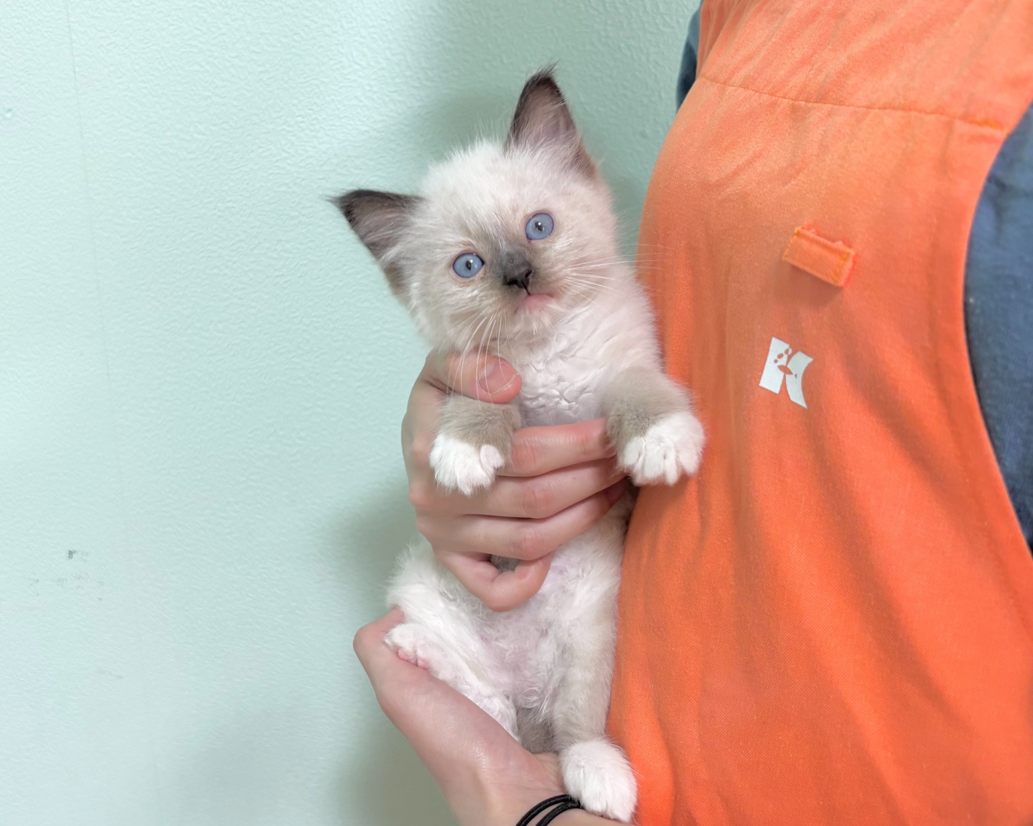 群馬県のラグドール (かねだいペットトライアル桐生/2025年9月30日生まれ/男の子/シール/ポイント/ミテッド)の子猫の2枚目の画像