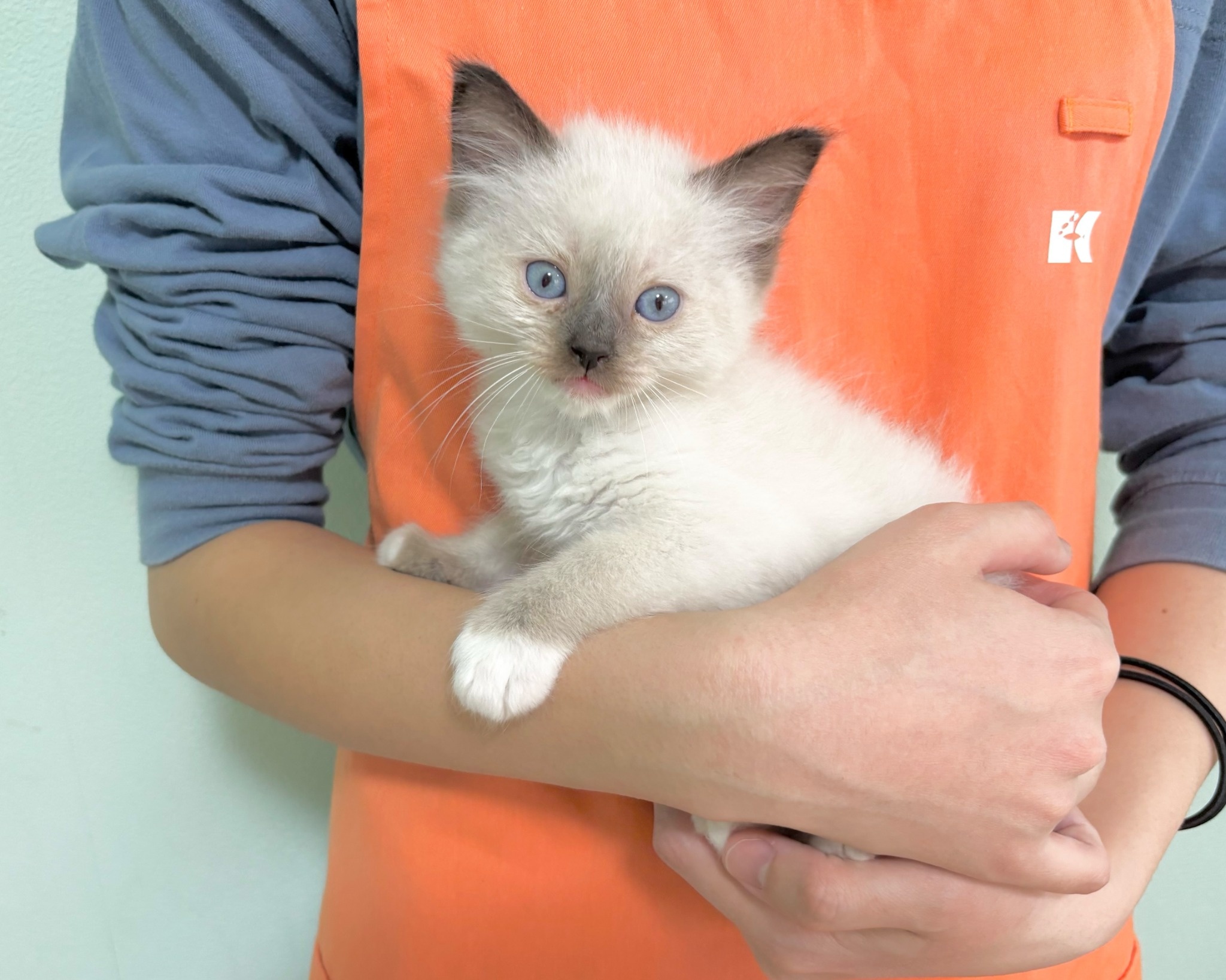 群馬県のラグドール (かねだいペットトライアル桐生/2025年9月30日生まれ/男の子/シール/ポイント/ミテッド)の子猫の1枚目の画像