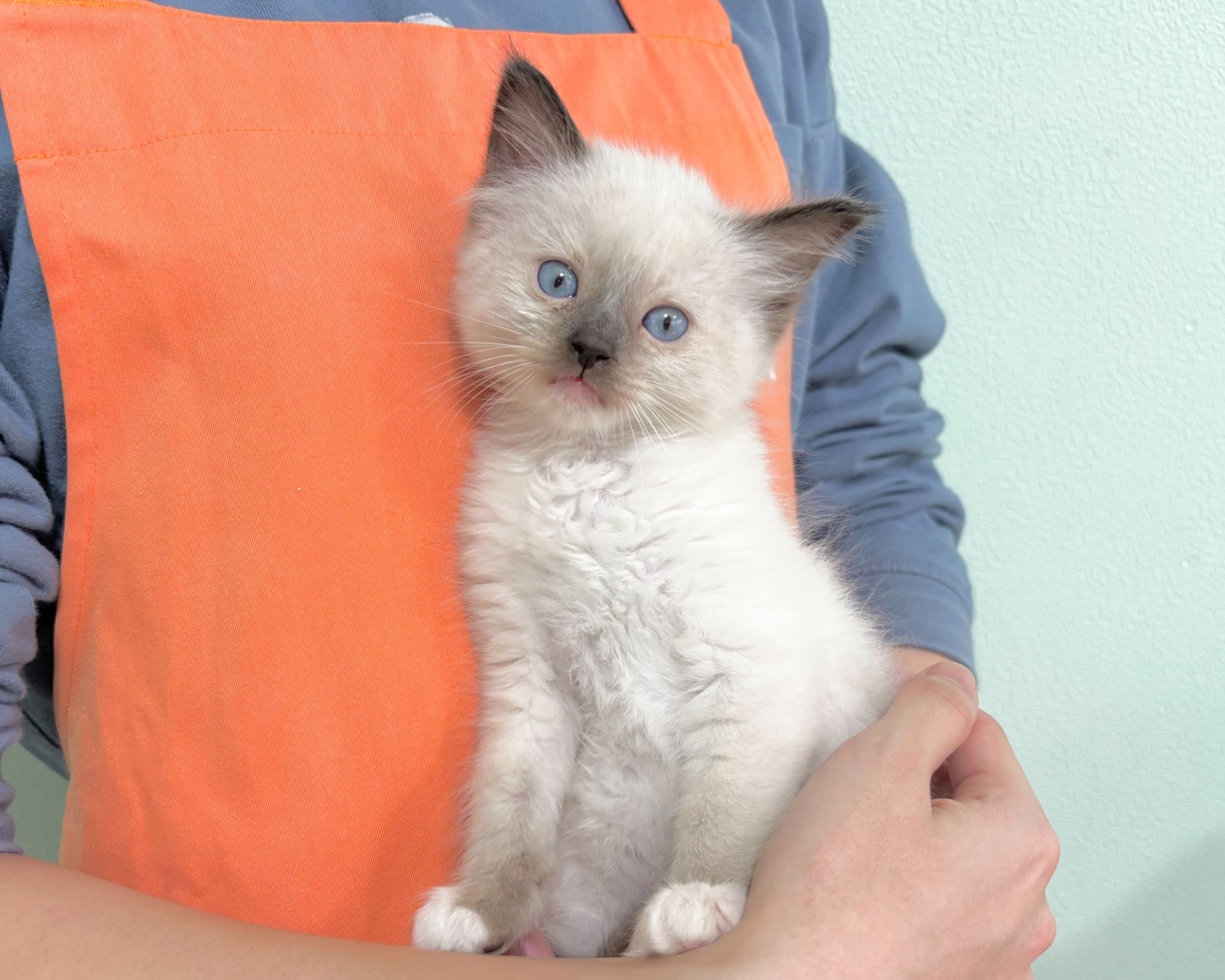 群馬県のラグドール (かねだいペットトライアル桐生/2025年9月30日生まれ/男の子/シール/ポイント/ミテッド)の子猫の3枚目の画像